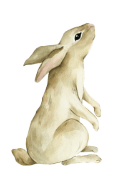 ウサギ
