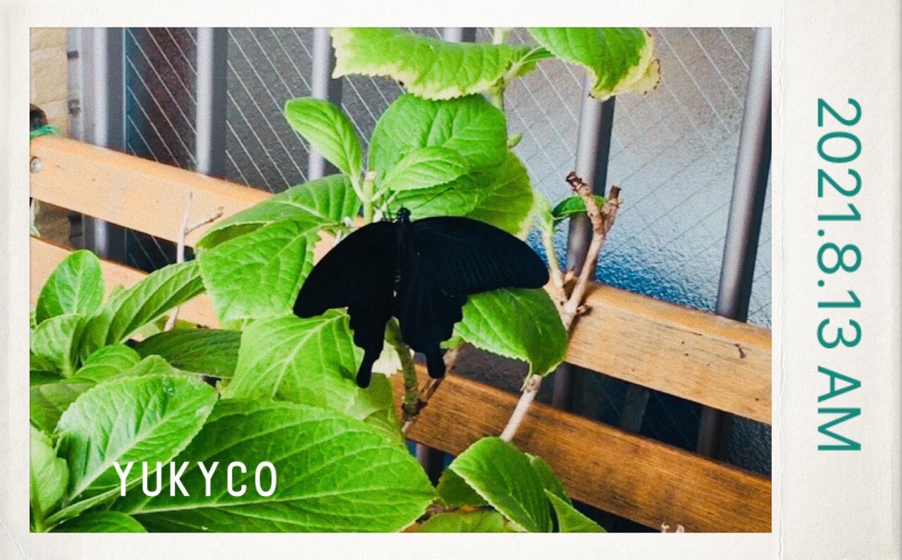 クロアゲハ蝶、1ヶ月で羽化