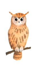 フクロウさん