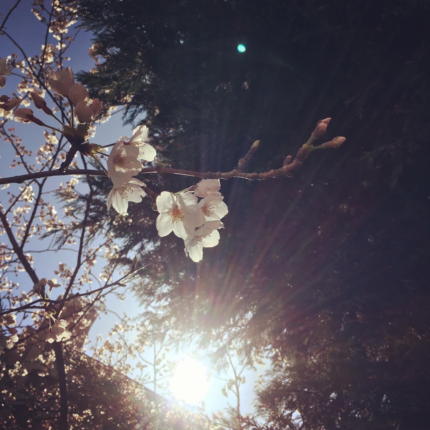 桜の花と太陽
