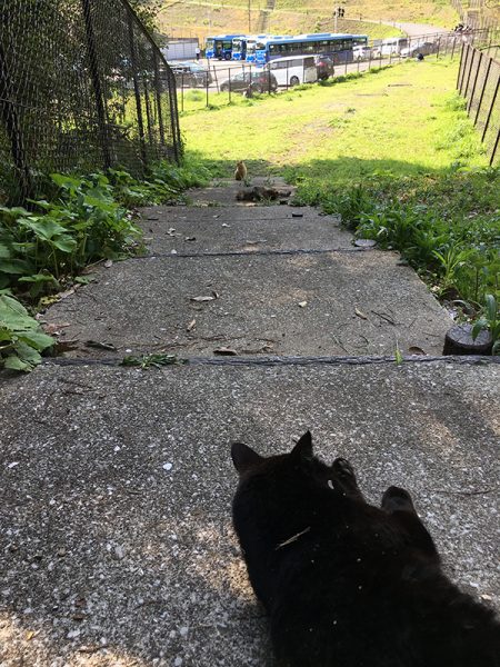 喧嘩後、距離を置く猫たち